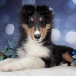 Diesel - Shetland Sheepdog puppy in Elk, Washington from Asgard Shetland Sheepdogs