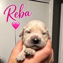 Reba - Pink - Light golden female Golden Retriever puppy in Eaton Rapids, Michigan from Steele Goldens