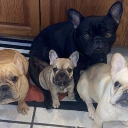 French Bulldogs from Haley's Frenchie Exchange