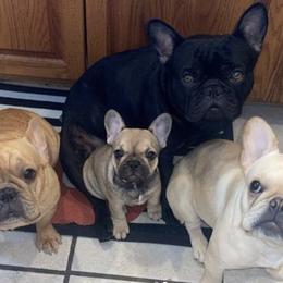 French Bulldogs from Haley's Frenchie Exchange