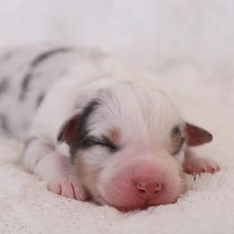 Ezra - Blue merle male Australian Shepherd puppy in Leavenworth, Kansas from Silverbrook Australian Shepherds