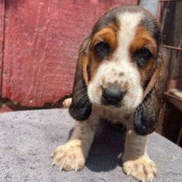 Girl 2 - Black white and brown female Basset Hound puppy in Falls City, Nebraska from Bassett Hounds & Labradors