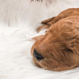 Goldendoodles from Anchorage Doodles