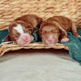 Mort - Red male Australian Labradoodle puppy in Decatur, Alabama from Southern Meadows Doodles