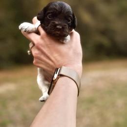 Catlyn - Chocolate female Australian Labradoodle puppy in Milton, Florida from Sutton Place Doodles
