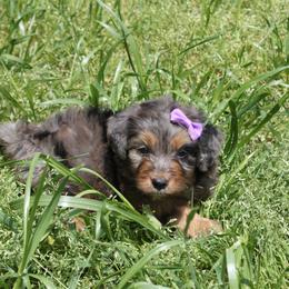 Aussiedoodle, Australian Shepherd, and Miniature Australian Shepherd Puppies from Royal J Aussies and Aussiedoodles