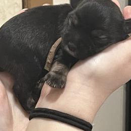 Cheyenne - Black female Miniature Schnauzer puppy in Carriere, Mississippi from Sassy Schnauzers