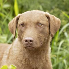 Cam - Chesapeake Bay Retriever