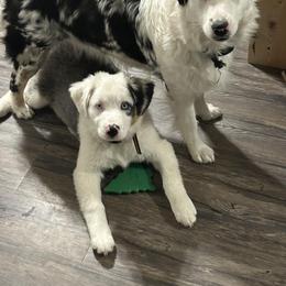 Australian Shepherd All Grown Up from Small Town Australian Shepherds