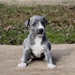 Gazelle - Blue brindle female Whippet puppy in Gentry, Arkansas from Mardel Robeson of Mulberry Hollow Whippets