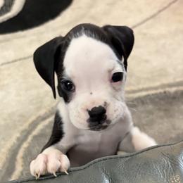 Trooper - Brindle male Boxer puppy in Ocala, Florida from Bowers Boxers