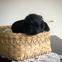 Orange - Black female Labrador Retriever puppy in Pendleton, South Carolina from DogSmith Purebreds