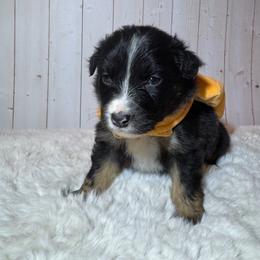 Barrel - Black tri-color male Australian Shepherd puppy in Vacaville, California from Cowtown Aussies