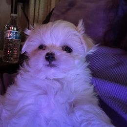 Maltese Puppies from California Marvalous Maltese
