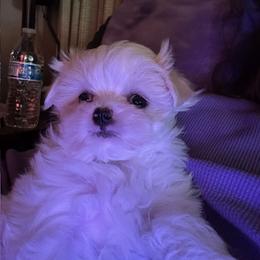 Maltese Puppies from California Marvalous Maltese