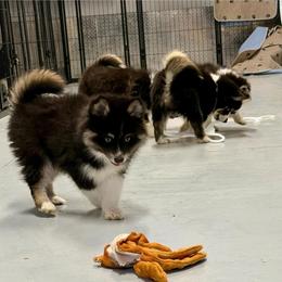 Boone - Tri-color female Pomsky puppy in Cave Creek, Arizona from Arizona Luxury Pomskies