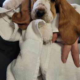 Basset Hound Puppies from Double Branch Basset Hounds