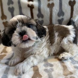 Akc - Tricolor male Shih Tzu puppy in Long Beach, California from Prieto Shih-Tzu's