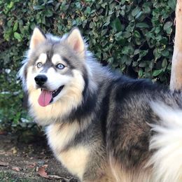 Siberian Huskies from Sublime Sibes