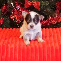 Vixen - Blue mottled female Australian Cattle Dog puppy in Buffalo Valley, Tennessee from Buffalo Valley Breeders