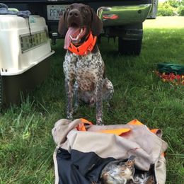 Thor - German Shorthaired Pointer