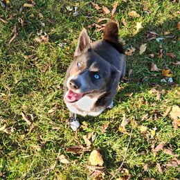 Skyla - Pomsky