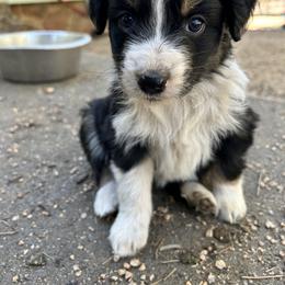 Bella - Black tri-color female Australian Shepherd puppy in Bailey, Colorado from Silverheels Australian shepherds