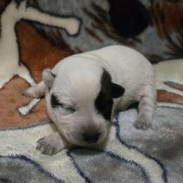 Girl 1 - female Australian Cattle Dog puppy in Canton, Pennsylvania from DNB Heelers