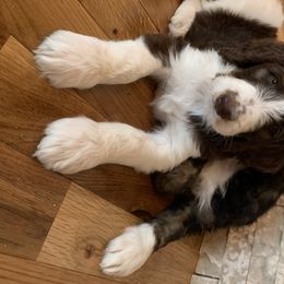 Bernedoodle Puppies from White Oak