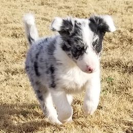 Border Collie Puppies from Bond Border Collies