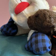 Boy 2 - Dark brown Chesapeake Bay Retriever puppy in Dayton, Ohio from Global Waters Chesapeakes