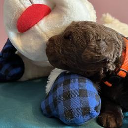 Boy 2 - Dark brown Chesapeake Bay Retriever puppy in Dayton, Ohio from Global Waters Chesapeakes