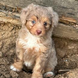 Cherry Bomb - Red merle female Aussiedoodle puppy in Loretto, Tennessee from K Kountry Farm