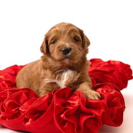 Sprinkles - Brown and white female Sheepadoodle puppy in Los Angeles, California from Exquisite Doodles