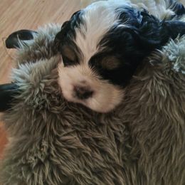 Cocker Spaniel Puppies from Hartwell Cocker Spaniel Kennel