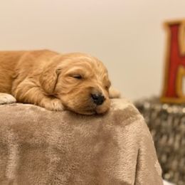 Goldendoodle Puppies from Knox Family Goldens & Doodles