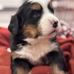 Mia - Black rust and white female Bernese Mountain Dog puppy in Enterprise, Utah from High Desert Bernese