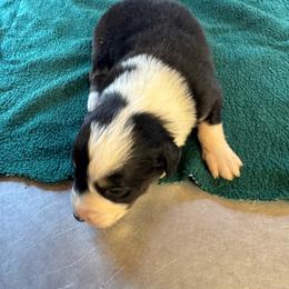 Montana - Black & white male Australian Shepherd puppy in Baker, Florida from Dubose Kennels