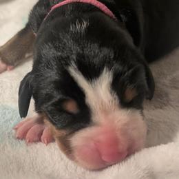 Pink Male - Black, white and red male Greater Swiss Mountain Dog puppy in Hockessin, Delaware from Simply Swissies