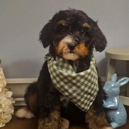 Oaken - Red male Bernedoodle puppy in Russell Springs, Kentucky from 270 Doodles