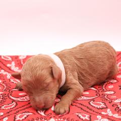 White - Caramel female Labradoodle puppy in Lexington Park, Maryland from SUNNY SIDE DOODLES