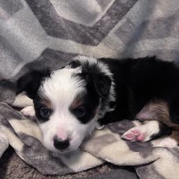Mack - Black & white male Miniature Australian Shepherd puppy in Prairie City, Oregon from Mini Aussies