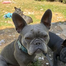 Gracie - French Bulldog