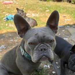 Gracie - French Bulldog