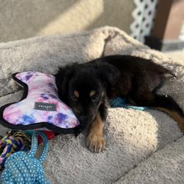 Miniature Australian Shepherd All Grown Up from Furrever.Mini.Aussies.llc
