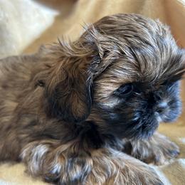 Shih Tzu Puppies from Prestige Shih Tzu Family