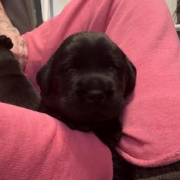 Girl 1 - Black female Labrador Retriever puppy in Kingfield, Maine from Maynard’s Labs