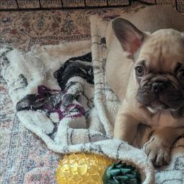 Molly - Fawn female French Bulldog puppy in Hollow Rock, Tennessee from Cedarhills