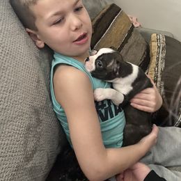 Boston Terrier Puppies from Christina's Boston Terriers