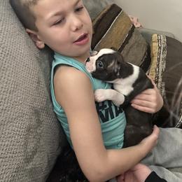 Boston Terrier Puppies from Christina's Boston Terriers